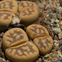 Lithops Karasmontana Ssp. Bella, C295, 10 Seeds Gardening USA SHIPPING - £7.79 GBP