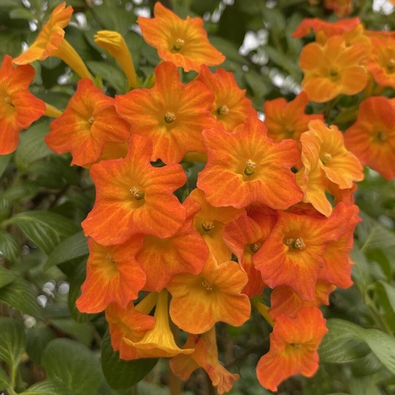 15+ Seeds Marmalade Plant house plant-  garden- flowers - $6.94