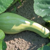 30 Green Striped Cushaw Squash Pumpkin Tennessee Sweet Potato Squash Cucurbita M - £11.52 GBP