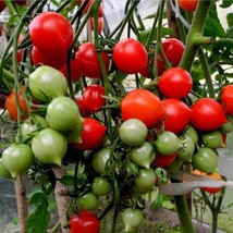 USA Seller Dwarf Geranium Kiss Tomato Seeds Fast Shipping - $12.49