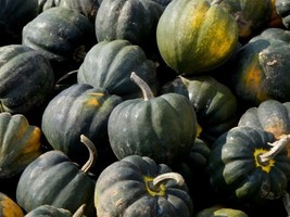 THJAR Table King Acorn 10 -Seeds Winter Squash Bush Heirloom Sweet Beaut... - $53.35 MXN