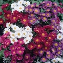 Fast Ship USA Seller 100 Seeds Aster Alpinus Mix Flower Seeds - £14.62 GBP