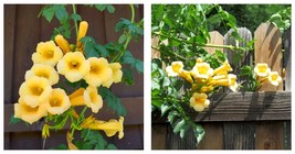 Yellow Hummingbird Trumpet Vine Flower Campsis Radicans Flava Climber 20 Seeds - £16.03 GBP