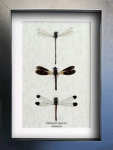 Real Dragonflies Set Damselfly Odonates Framed Entomology Collectible Sh... - $78.99