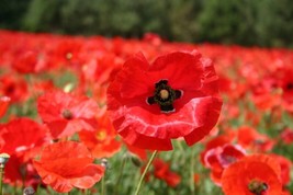 SEPTH 5000 Red Corn Poppy Flower Seeds Papaver rhoeas Great Pollinator - $3.98