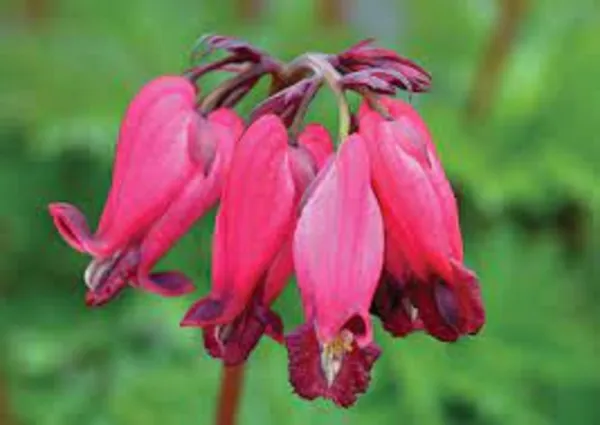 25 A Red Bleeding Heart Seeds Dicentra Spectabilis Shade Flower683 Fresh - £7.84 GBP