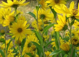 MAXIMILIAN (Prairie) SUNFLOWER  250  Seeds - £7.07 GBP