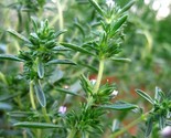 500 Savory Seeds   Summer Savory   Herb Seeds   Usa Grown   Non Gmo Fast... - £7.18 GBP