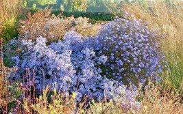 100+Prairie Aster Seeds Perennial Native Wildflower Summer Fall From US - $9.26