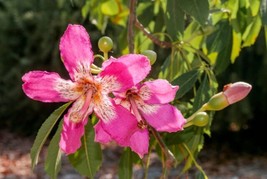 HSE Silk-Floss Tree Seeds for Planting (10 Seeds) - Chorisia speciosa - $13.44