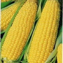 US Seller 60 Yellow Corn Early Xtra Sweet Zea Mays Vegetable Seeds Fast Shipping - £10.66 GBP