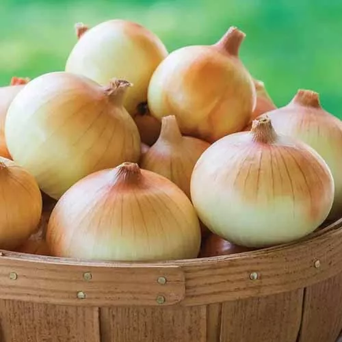 500+ Candy Sweet Onion Seeds for Garden and Planting  - $6.50