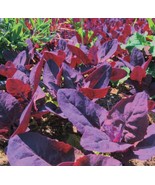 Orach Red Fire Seeds French Spinach Mountain Spinach   FRESH - $12.00