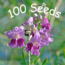 Desert Willow 100 Seeds Orchid Like Flowers Tree/Bush  Chilopsis Linearis | USA - £11.78 GBP