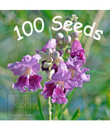 Desert Willow 100 Seeds Orchid Like Flowers Tree/Bush  Chilopsis Lineari... - £11.94 GBP