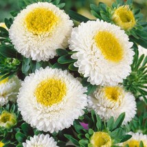 New Fresh Seeds Aster Seeds Aster Callistephus White Flower Seed 2000 Seeds - $19.98