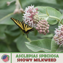 FA Store 200 Showy Milkweed Seeds Monarch Butterfly &amp; Pollinator Attractor - $10.05