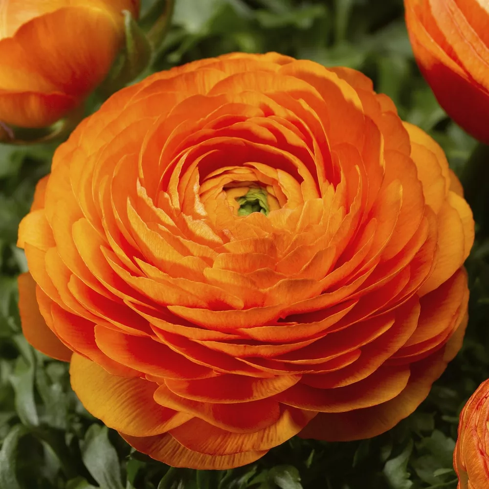 Ranunculus Seeds Mache Orange 25 Pelleted Seeds SS - £14.65 GBP