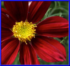 Red Dazzler Cosmos 25 Seeds Fresh Garden Usa Seller - £8.34 GBP