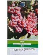 Reliance Seedless Grape 1 Gal. Vine Plants Vines Plant Grapes Vineyards ... - £88.14 GBP