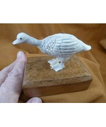 Goo-w1 ) little white Goose of shed ANTLER figurine Bali detailed handma... - $131.82