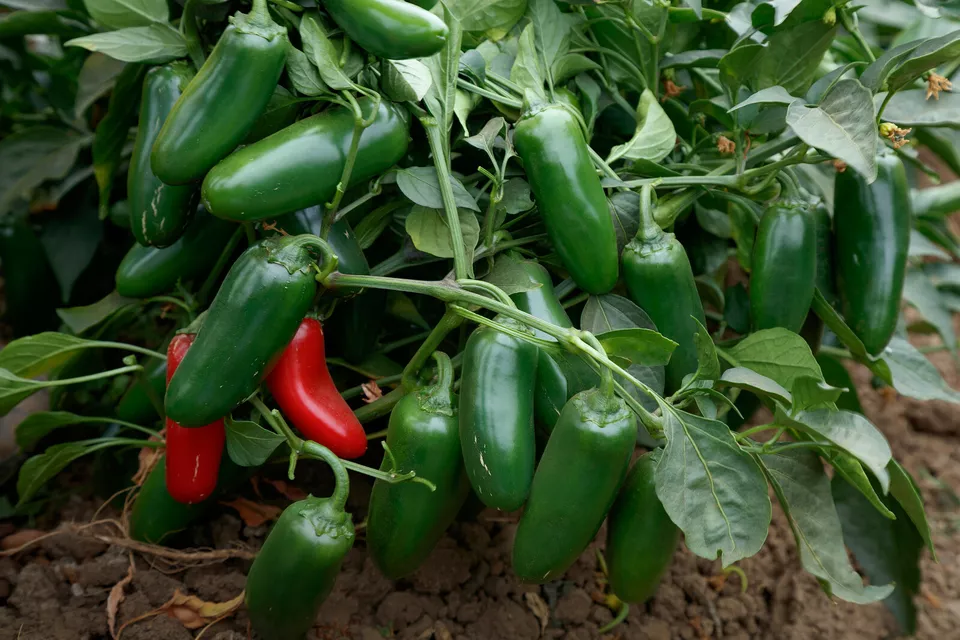 25 EARLY JALAPENO PEPPER VEGETABLE SEEDS FOR GARDEN - $7.00