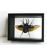 Monster Chalcosoma Chiron Caucasus Beetle Framed Taxidermy Double Glass ... - £195.40 GBP