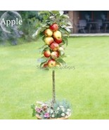 New Fresh Bonsai Apple Tree Seeds Garden Yard Outdoor Living Fruit Plant... - $88.38 MXN