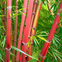 MBK 50 Bamboo Seeds Privacy Plant Garden Clumping Shade Screen Red Panda... - $11.90
