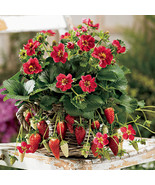 Strawberry Organic Edible T7 9 S Milan 100 Seeds Fresh Seeds - $13.72