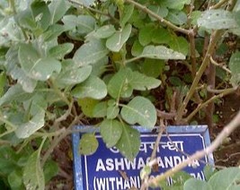 USA Seller 25 ASHWAGANDHA herb SEEDS Fast Shipping - $13.99