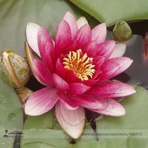 Heirloom Purple Red Water Lily Seeds, Professional Pack, 1 Seed / Pack, Water Ny - £2.46 GBP