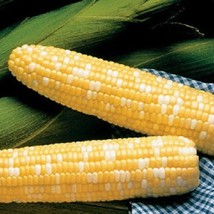 USA SELLER 50 Seeds Serendipity Triple Sweet Corn Seeds - £14.57 GBP