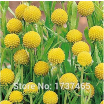 30 Seeds Craspedia Globosa Billy Button Flower Potted Plants Garden Beautiful Us - $10.89