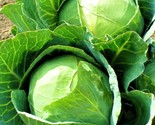 Danish Ballhead Cabbage Seeds 500 Seeds Non-Gmo Fast Shipping - £6.40 GBP