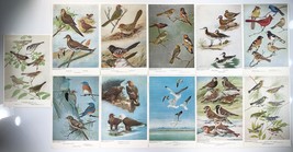 1965 Birds Of Colorado Vintage Print Set Of 11 Denver History Museum Lithograph - £3.47 GBP+