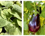 Lot Of 3 Black Beauty Eggplant Live Plants 5+ Inches 60+ Days Talong Aub... - $45.93