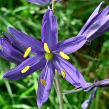 30 Blue Camas Camass Lily Wild Indian Hyacinth Camassia Quamash Flower Herb Seed - £11.50 GBP