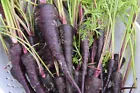 1400 Black Nebula Carrot Seeds, NON-GMO, Deep Purple, Antioxidant - $6.30