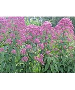 SHIPPED FROM US 400+SWEET JOE PYE WEED Vanilla Scented Native Flower See... - £13.54 GBP
