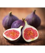 SMX Sweet Fig Fruit Ficus Carica 30 Seeds Indoor Gardening - $238,051.48 MXN