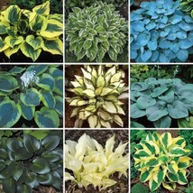 Pack Hosta Plants Seeds 21 Colors Available Ornamental  - £6.88 GBP