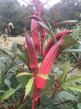 40 Royal Burgundy Okra Seeds #Okraseeds Fresh Garden Usa Seller - $10.80