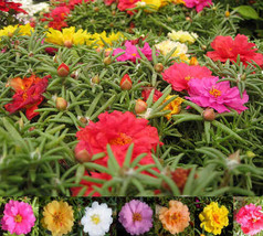 75+ MOSS ROSE MIX PORTULACA SUCCULENT LONG LASTING ANNUAL FLOWER SEEDS - $9.84