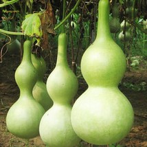 10 Seeds Lagenaria Siceraria Big Wine Spoon Bottle Gourd - £7.73 GBP