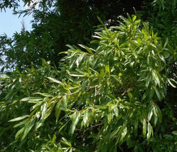 Willow Oak qt pot (quercus phellos) image 6