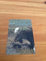 MOOSE Yellowstone National Park Postcard NEW 6x4 - £1.19 GBP