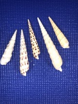Terebridae Auger Sea Shells 5” -1.75” Shell Lot Of 5 Gastropoda Multicol... - $14.80