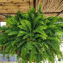 FROM US Ornamental Live Plant 10”-20” Dryopteris affinis (Scaly Male Fern) TP15 - £51.19 GBP