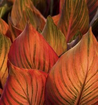 (1) Live Plant Bulb~Orange Canna Lily Indica Phasion ~ Variegated Tropicanna - $32.00